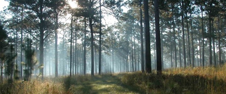 A healthy longleaf pine forest require an open canopy to allow seedling to grow. Photo: Christine Ambrose, National Fish and Wildlife Foundation
