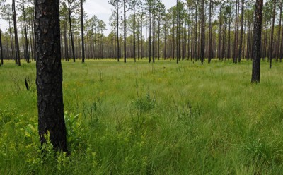 Pine savannas and embedded natural communities, such as depression wetlands, hold about 85 percent of the endemic vascular plants in the North American Coastal Plain. This site, Big Island Savanna in the Green Swamp of North Carolina, has some of the highest fine-scale plant species richness in the world – more than 50 species. Photo: Reed Noss.