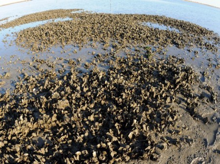 Our coastline produced 1.8 million bushels of oysters in 1902. Today, only five percent of those oyster populations remain. Photo: N.C. Coastal Federation