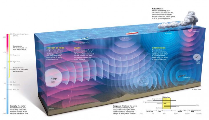Intense air gun blasts can drown out animal sounds and may cause problems for right whales and other marine mammals. Image: BOEM/Stefan Fichtel, National Geographic Creative