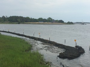 The oyster reefs and marsh plantings at Morris Landing have helped restore a natural shoreline, which is in contrast to the area protected by a bulkhead in the background. Photo: Mark Hibbs