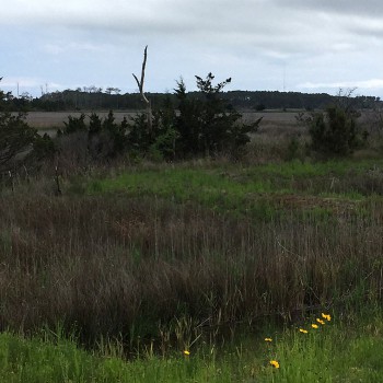 This Roanoke Sound marsh is money in the bank to Dare County residents – the kind of undeveloped open space that brings a discount on FEMA flood insurance. Photo: Photo by Donna Creef, Dare County