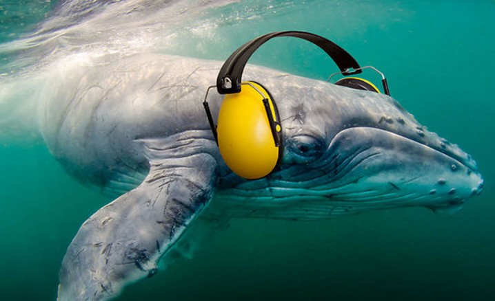 Essay on marine life
