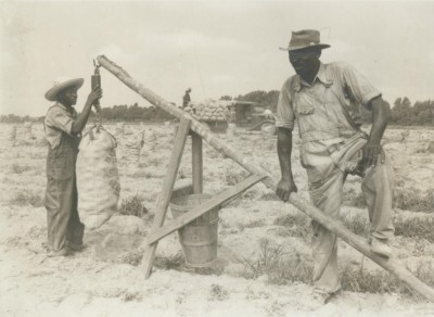 Potatoes are weigh in a field in Duplin County around 1940. Photo: N.C Department of Agriculture and Consumer Services