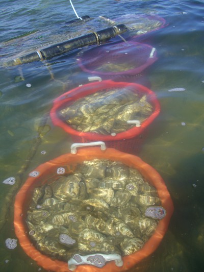 In the summer months, when regular oysters are flavorless and mushy, triploid oysters remain firm, full and sweet. Photo: Pat Garber