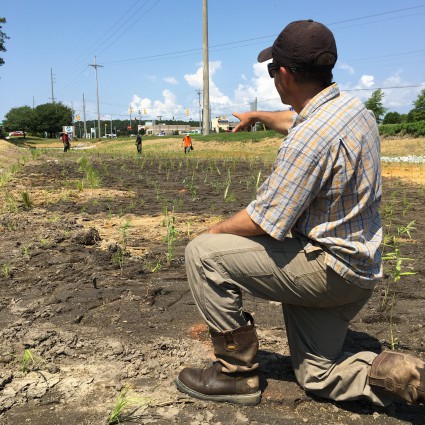 Kris Bass thinks it could two of three growing season before the freshly plant sprouts start looking like a marsh. Photo: Brad Rich