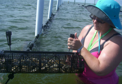 Heather O'Neal closes one of the oyster cages. The oysters, she says, taste like the water where they grow. Photo: Pat Garber