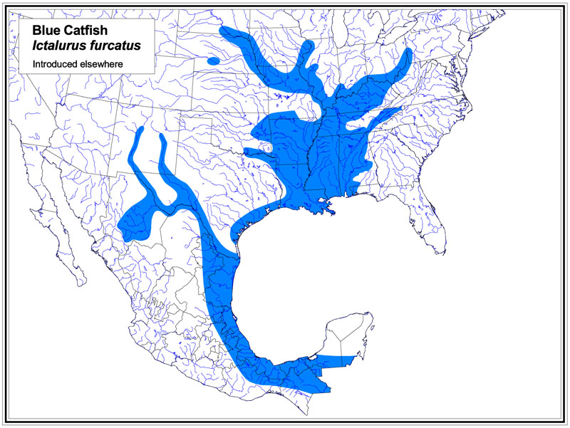 The blue-shaded areas indicate the native range of the blue catfish. Map: Florida Museum of Natural History