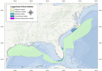 Both migratory and breeding habitats for loggerheads were designated in North Carolina. Map: NMFS