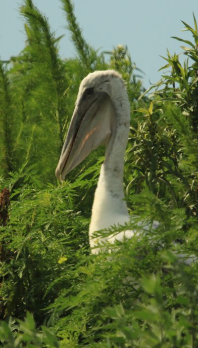 The chicks took cover in thick patches of dog fennel. Photo: Sam Bland