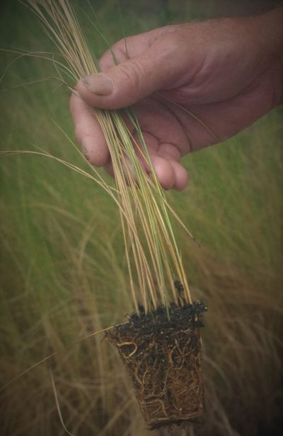Carlton Campbell was the first to grow marsh grass seedling in large quantities in North Carolina. Photo: Danielle Herman