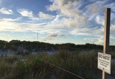The unspoiled spit at the north end of Figure Eight Island is an area crucial to thousands of shorebirds, including federally endangered piping plovers and red knots. Nesting areas are roped off to keep people out on portions of the northern end of the private New Hanover County island at Rich Inlet. The island homeowners’ association’s board of directors has applied for a federal permit to build a terminal groin at the north end. Photo: Trista Talton
