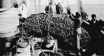 Oysters are piled high on the deck of a ship in Washington, North Carolina, in 1884. Photo: NCpedia.com