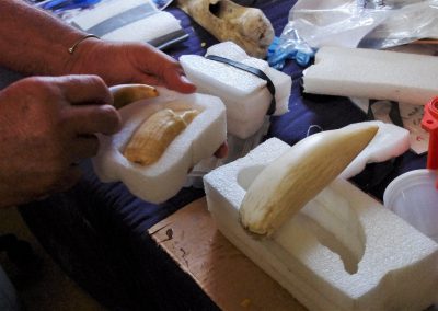 Keith Rittmaster shows off his collection of teeth to teach about how age and sex of the marine mammal have a big impact on the size of the teeth. Photo: Caroline Lamb