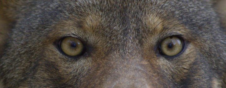 The red wolf is one of the world’s most endangered wild canids. Photo: U.S. Fish and Wildlife Service/B. Bartel