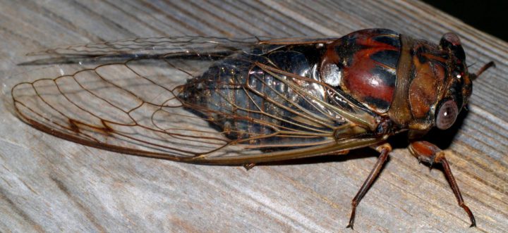 dog-day cicada dog-day cicada