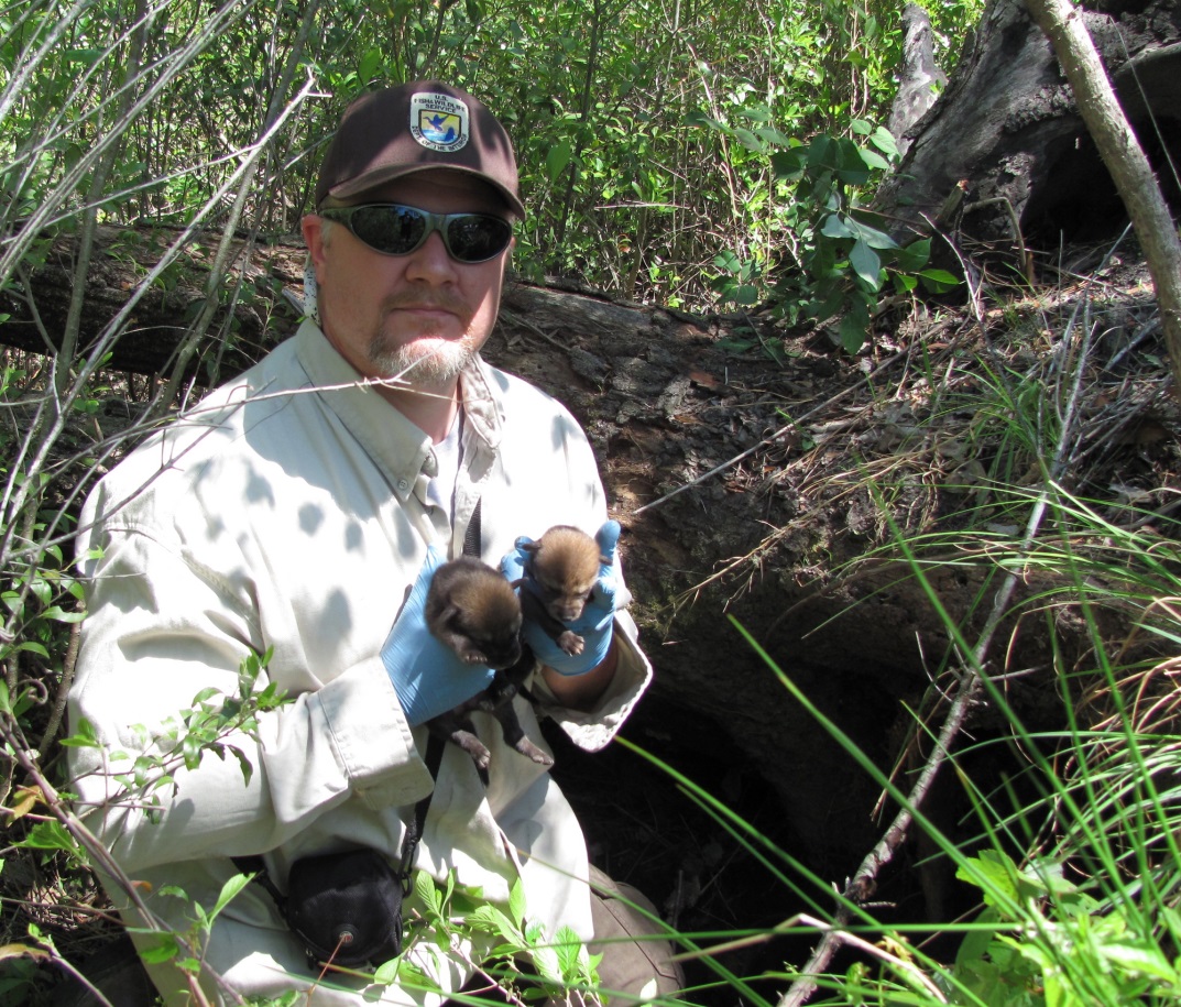 David Rabon is the former coordinator of the red wolf recovery program in Alligator River. Photo: canids.org