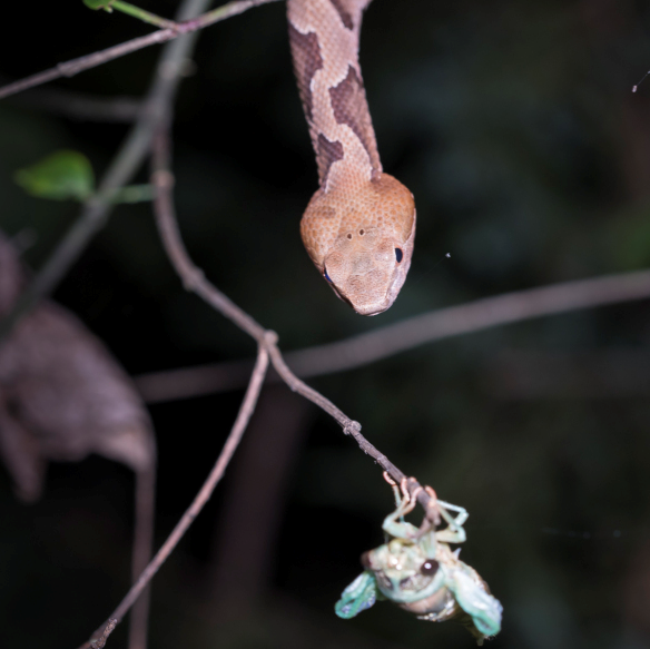 Freshly-emerged-Cicada-and-copperhead-Photo-credit-to-Mike-Dunn.png