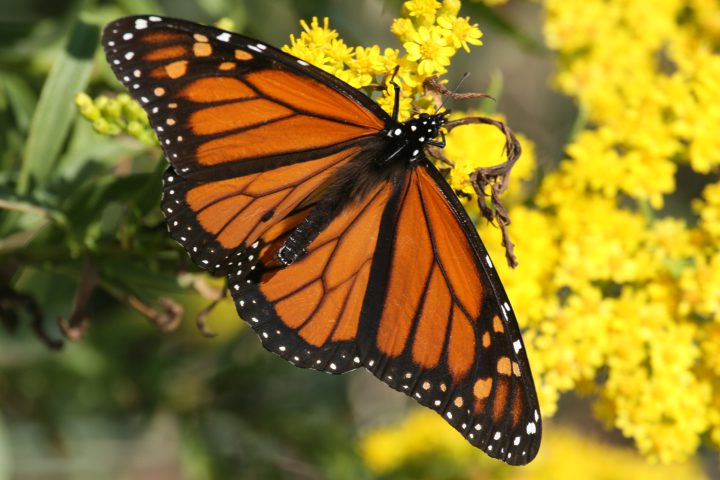 sam s field notes the monarch migration coastal review monarch notes online