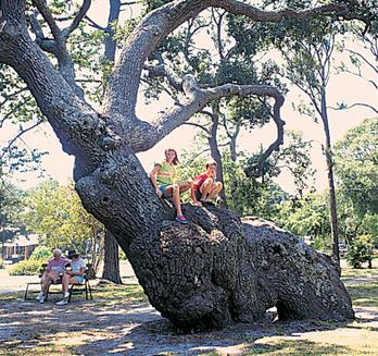 Keziah Park is best known for its ancient Indian Trail Tree. Photo: Brunswick County Parks and Recreation