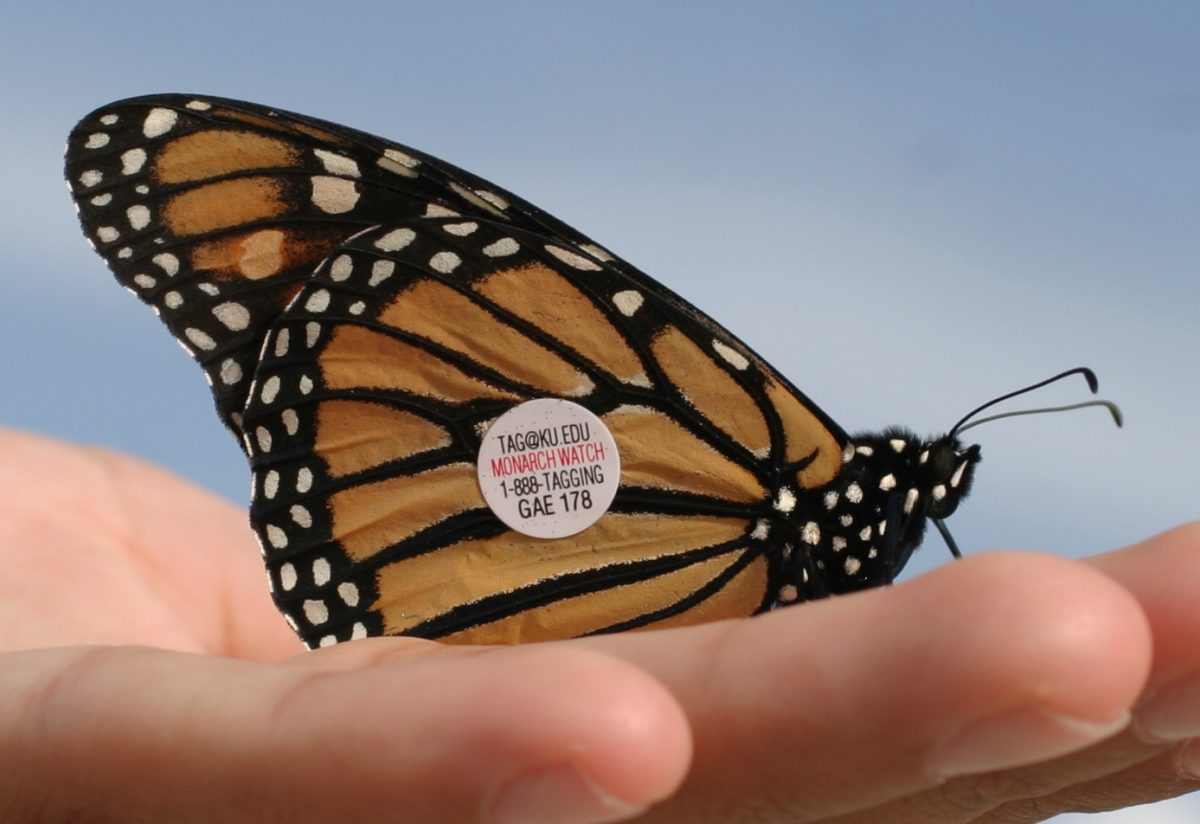 sam s field notes the monarch migration coastal review monarch notes online