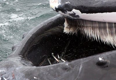 A humpback whale opens wide, showing sand eels trapped in its baleen. Photo: Orleans Conservation Trust