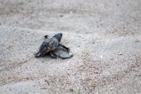 hatchling1