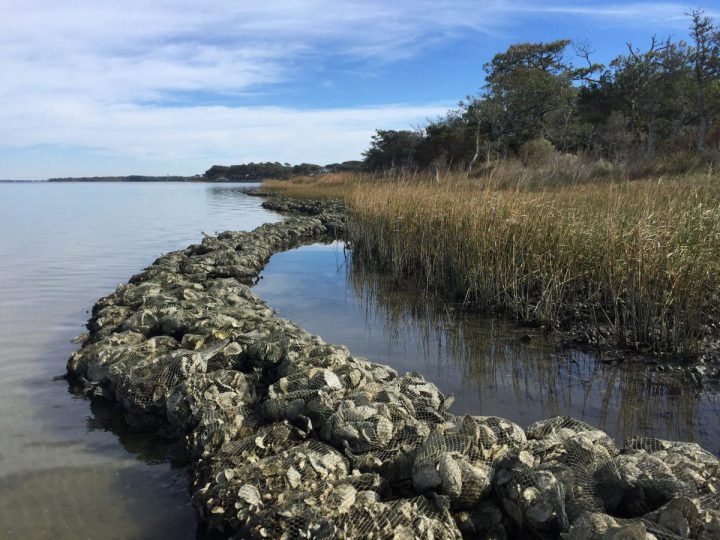 North Carolina Coastal Federation staff and volunteers have been working on a living shoreline at a summer camp and conference center, the Trinity Center, in Pine Knoll Shores. Photo: Rachel Bisesi