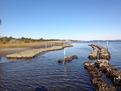 North Carolina Coastal Federation staff, with the help of volunteers, built a 310-foot living shoreline this year at Morris Landing. Photo: North Carolina Coastal Federation
