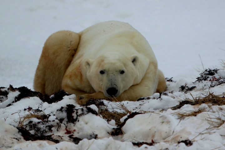 A polar bear rests in surprisingly moderate temperatures for November in Manitoba, Canada. Photo: Sam Bland