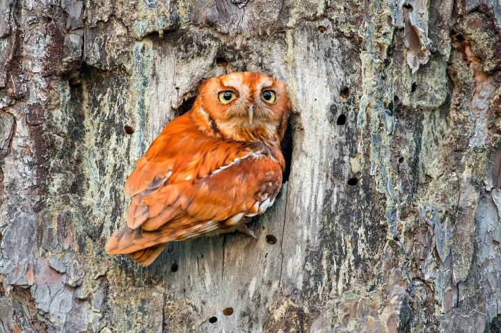 Screech Owls Of The Longleaf Pines Coastal Review Online,How Long To Cook Chicken Breast On Stove