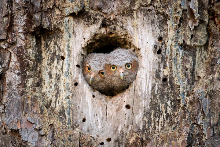 Screech Owls Of The Longleaf Pines Coastal Review Online