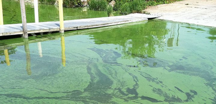 Avoid Chowan's Possible Algal Bloom: Officials - Coastal Review Online