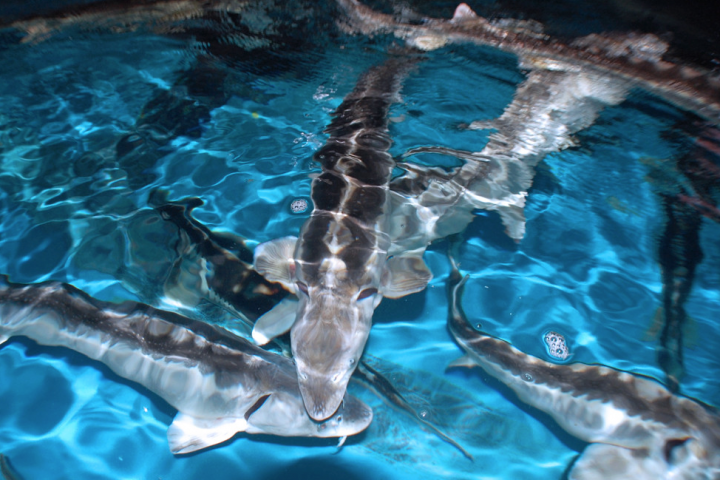 sturgeon business a new kind of family farm coastal review online