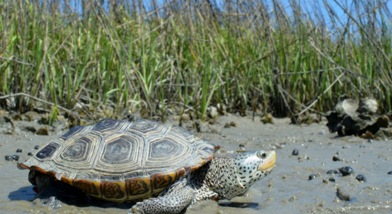 looking for answers to help terrapins coastal review online