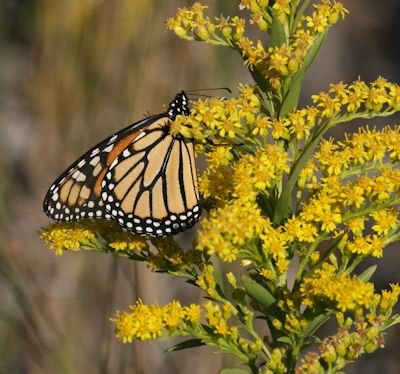 sam s field notes the migration of the monarchs coastal monarch notes online