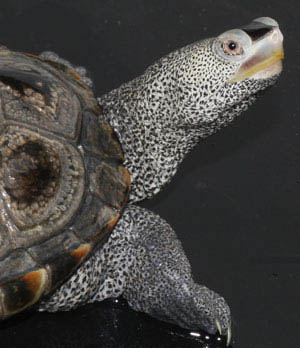 sam s field notes diamondback terrapin coastal review online